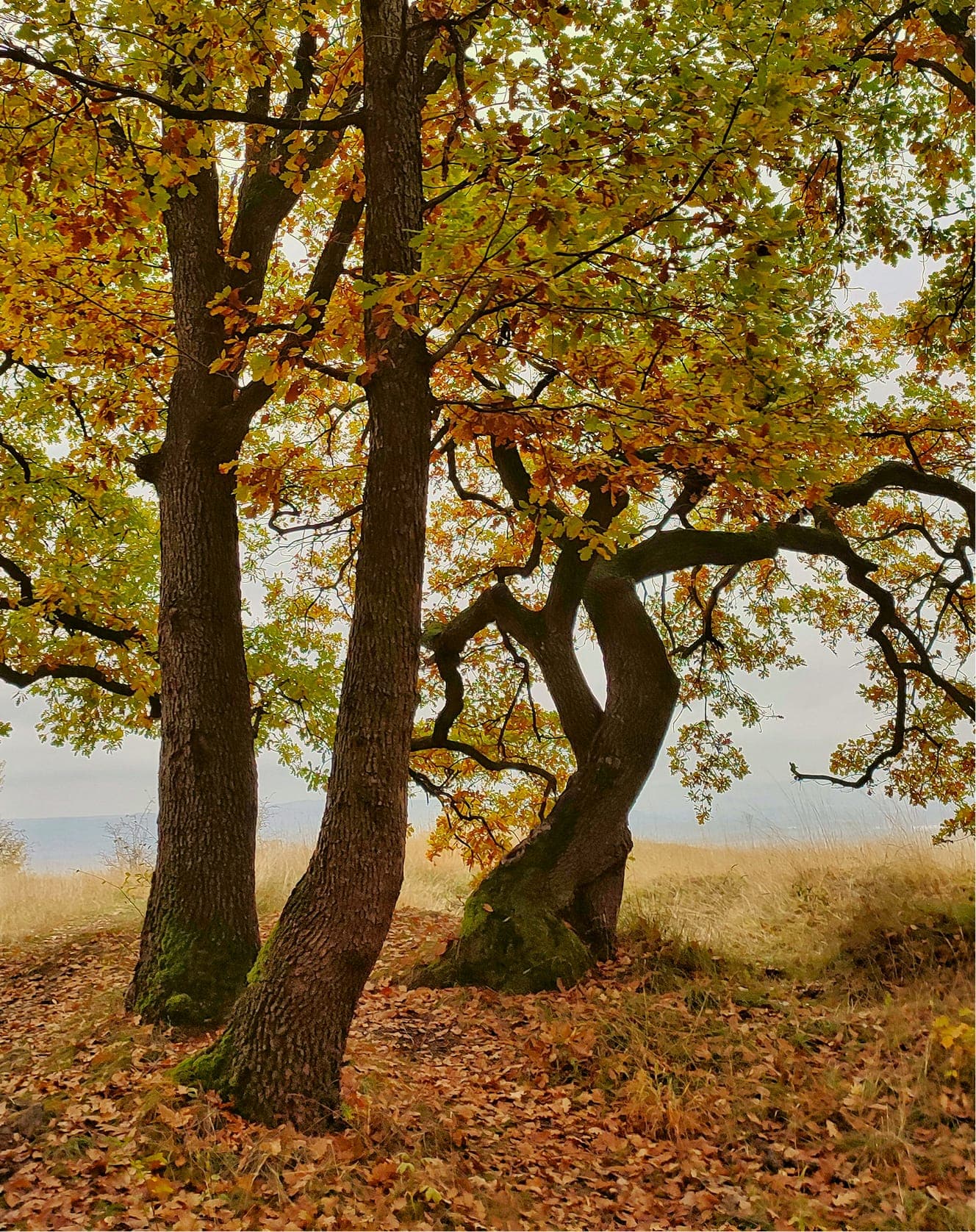 Q-Olento oak origin
